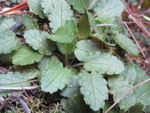Alepidea delicatula (Alepidea delicatula)