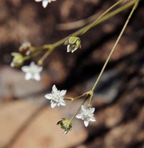 Alepidea duplidens (Alepidea duplidens)