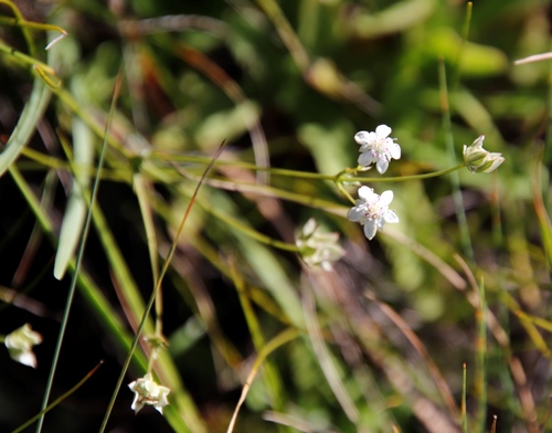 Alepidea duplidens (Alepidea duplidens)