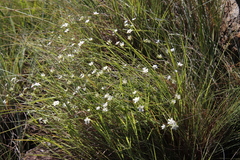 Alepidea duplidens (Alepidea duplidens)