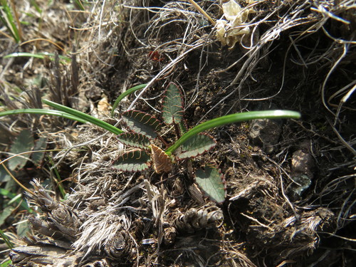 Alepidea galpinii (Alepidea galpinii)