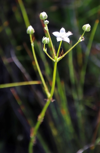 Alepidea natalensis (Alepidea natalensis)