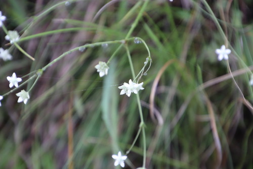 Alepidea natalensis (Alepidea natalensis)