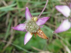 Alepidea natalensis (Alepidea natalensis)