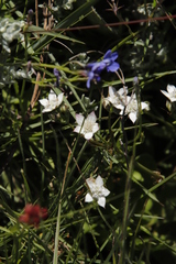 Alepidea natalensis (Alepidea natalensis)