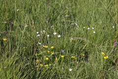 Alepidea natalensis (Alepidea natalensis)