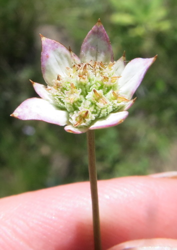 Alepidea natalensis (Alepidea natalensis)