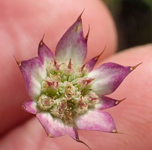 Alepidea natalensis (Alepidea natalensis)