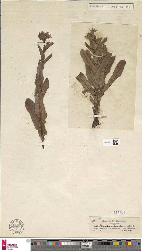 Fivefive ministar: Alepidea peduncularis Steud. ex A.Rich. (type of) - Alepidea peduncularis Steud. ex A.Rich.
