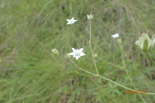 Fivefive ministar (Alepidea peduncularis)