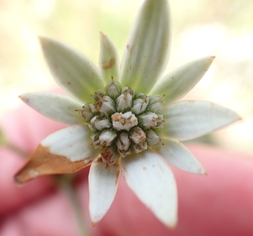 Fivefive ministar (Alepidea peduncularis)