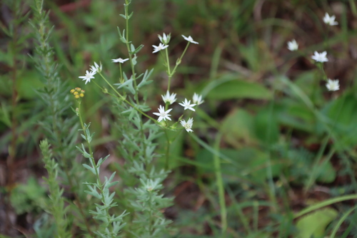 Fivefive ministar (Alepidea peduncularis)