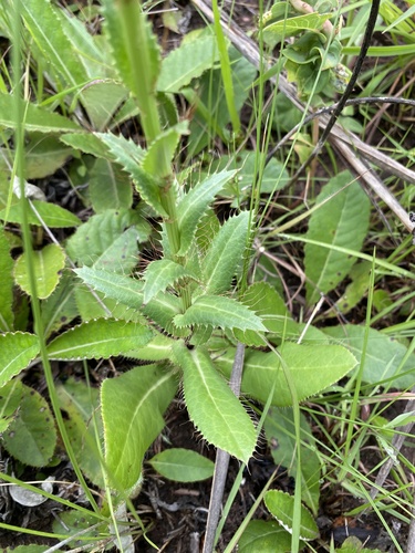 Fivefive ministar (Alepidea peduncularis)