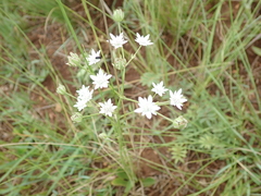 Fivefive ministar (Alepidea peduncularis)