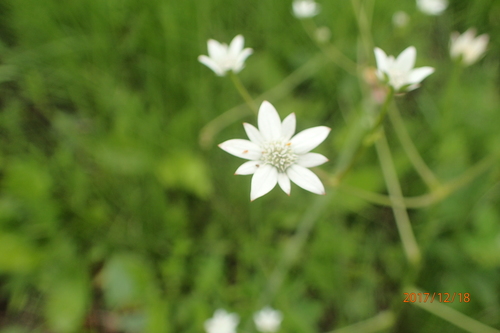 Fivefive ministar (Alepidea peduncularis)
