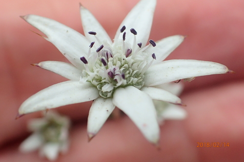 Fivefive ministar (Alepidea peduncularis)