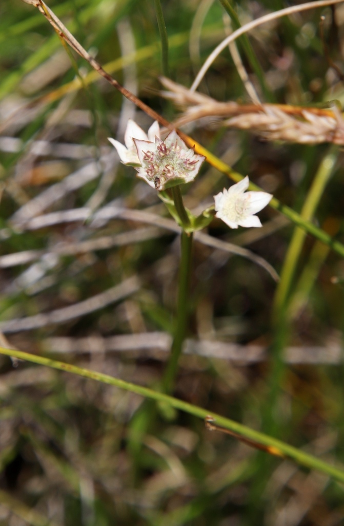 Alepidea pusilla (Alepidea pusilla)
