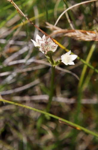 Alepidea pusilla (Alepidea pusilla)
