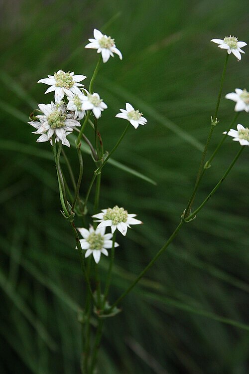 Alepidea setifera: Alepidea setifera , Doldenblütler (Apiaceae) – Südafrika/South Africa: Mpumalanga, W Mac-Mac Pools, ca. 10 km NNE Sabie, ca. 1315 m