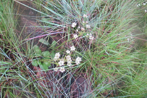Alepidea setifera (Alepidea setifera)