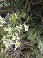 Alepidea setifera (Alepidea setifera)