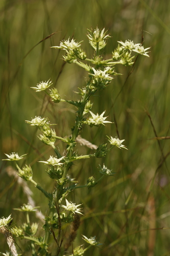 Alepidea setifera (Alepidea setifera)