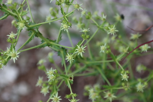 Alepidea setifera (Alepidea setifera)