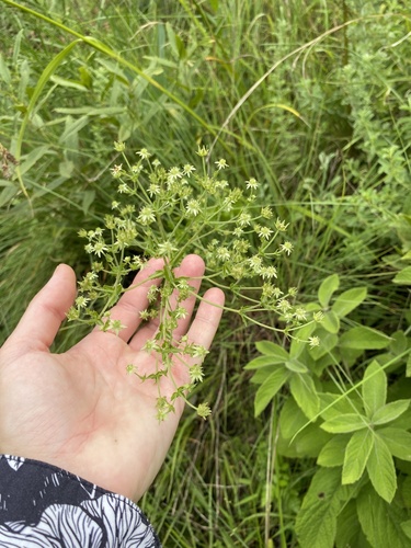 Alepidea setifera (Alepidea setifera)