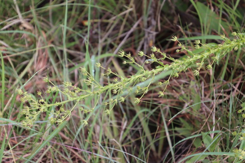 Alepidea setifera (Alepidea setifera)