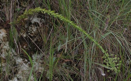 Alepidea setifera (Alepidea setifera)