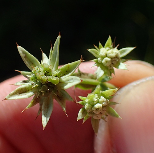 Alepidea setifera (Alepidea setifera)