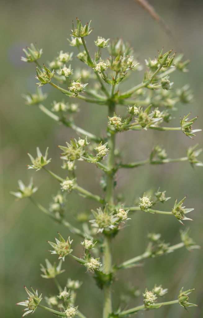 Alepidea setifera (Alepidea setifera)