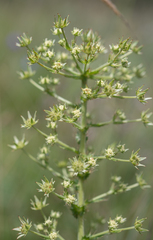 Alepidea setifera (Alepidea setifera)