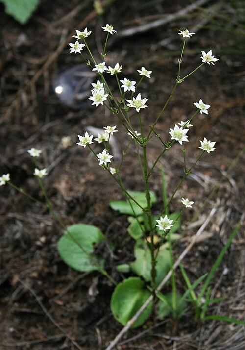 Alepidea setifera: Alepidea setifera , Doldenblütler (Apiaceae) – Südafrika/South Africa: Mpumalanga, W Mac-Mac Pools, ca. 10 km NNE Sabie, ca. 1315 m