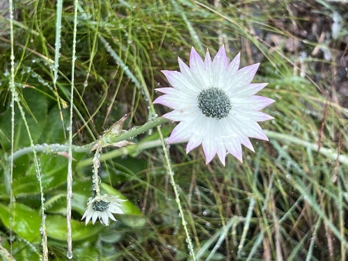 Alepidea thodei (Alepidea thodei)