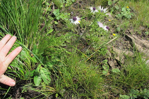 Alepidea thodei (Alepidea thodei)