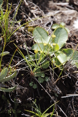 Alepidea thodei (Alepidea thodei)