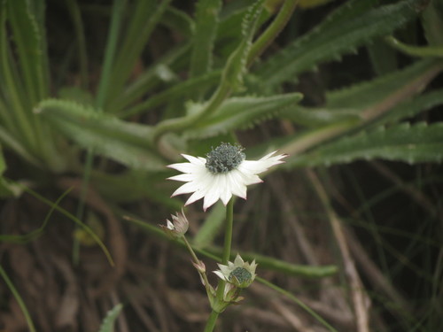 Alepidea thodei (Alepidea thodei)