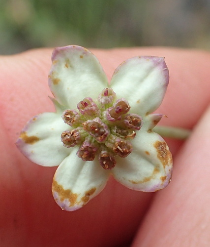 Alepidea woodii (Alepidea woodii)
