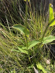 Alepidea woodii (Alepidea woodii)