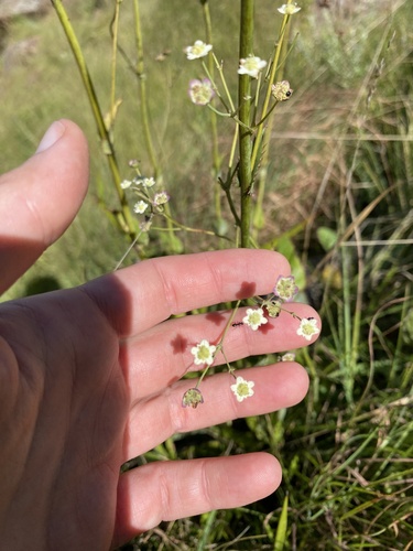 Alepidea woodii (Alepidea woodii)