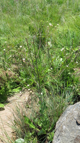 Alepidea woodii (Alepidea woodii)