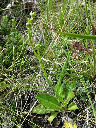 Alepidea woodii (Alepidea woodii)