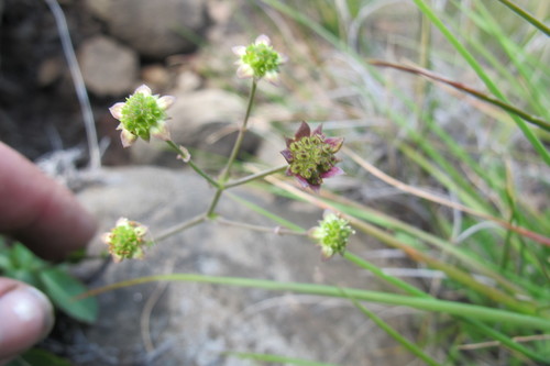 Alepidea woodii (Alepidea woodii)