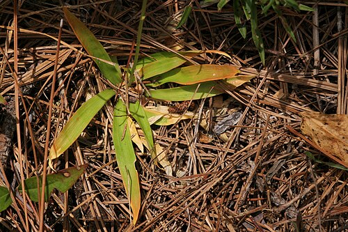 Golden colicroot: Aletris aurea , Sundew Trail, Big Thicket National Preserve, Tyler County, Texas, 3 Jul 2007.