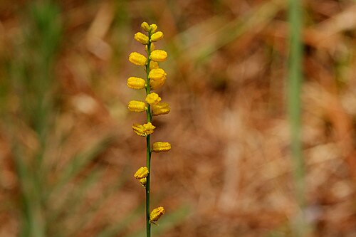 Golden colicroot: Aletris aurea , Sundew Trail, Big Thicket National Preserve, Tyler County, Texas, 3 Jul 2007.