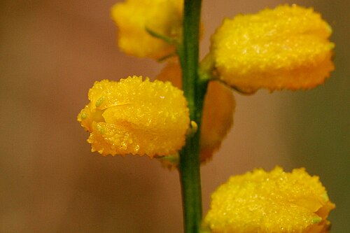 Golden colicroot: Aletris aurea , Sundew Trail, Big Thicket National Preserve, Tyler County, Texas, 3 Jul 2007.