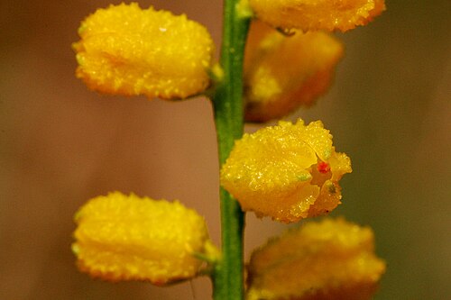 Golden colicroot: Aletris aurea , Sundew Trail, Big Thicket National Preserve, Tyler County, Texas, 3 Jul 2007.