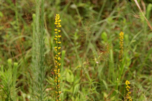 Golden colicroot: Aletris aurea , Sundew Trail, Big Thicket National Preserve, Tyler County, Texas, 3 Jul 2007.