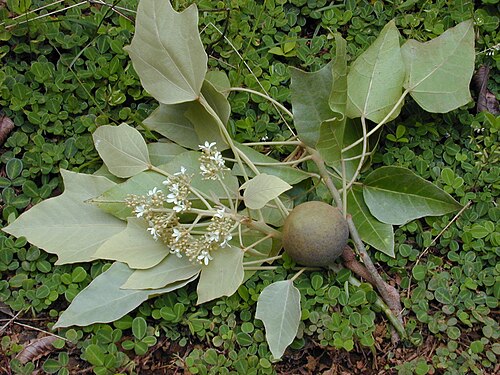 Candlenut: Aleurites moluccana (leaves and fruit). Location: Maui, Wahinepee
